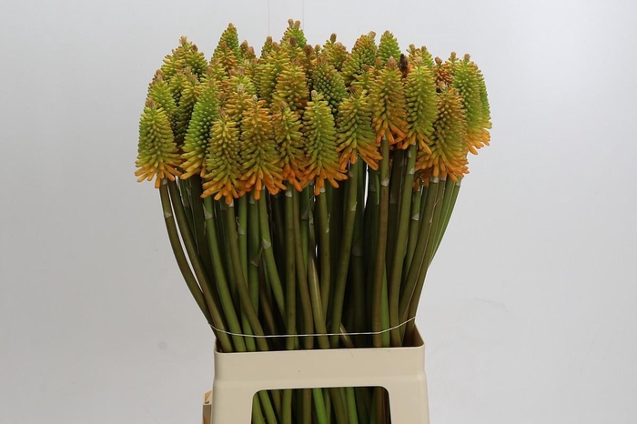 <h4>Kniphofia Eycone Peach</h4>