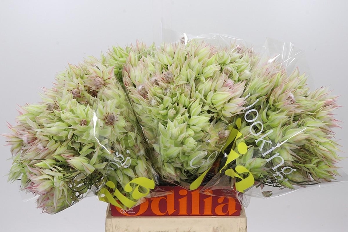 <h4>Blushing Bride 6/9 Flowers</h4>