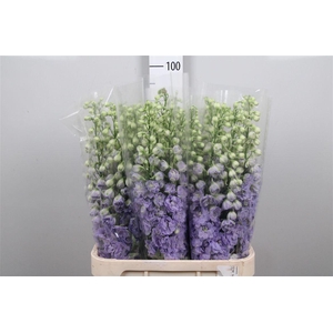 Delphinium Lavender Love