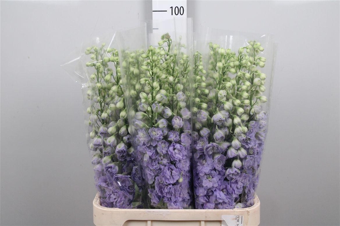 <h4>Delphinium Lavender Love</h4>
