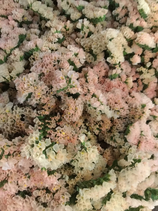 LIM S SIN HON APRICO