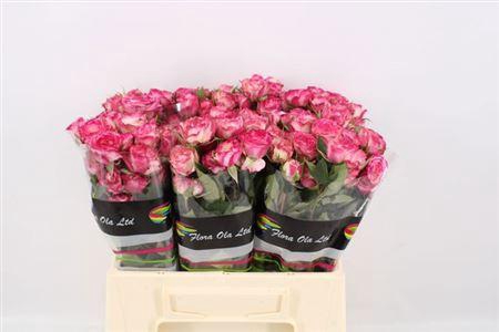 <h4>R Tr Eyeopener</h4>