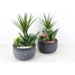 arr2 PL - Ker. barok dracena - roze/wit