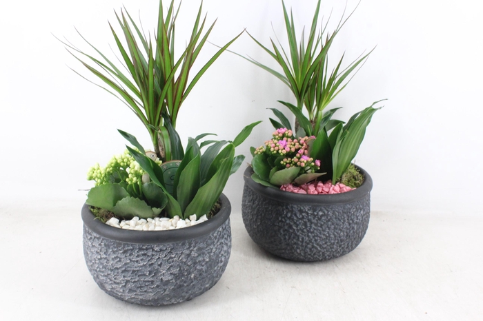 <h4>arr2 PL - Ker. barok dracena - roze/wit</h4>