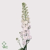 Delphinium Centurion White Extra