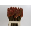 Kniphofia Alcazar