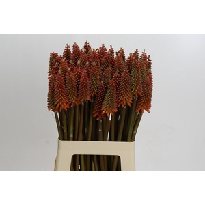Kniphofia Alcazar