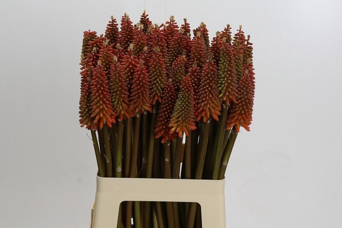 <h4>Kniphofia Alcazar</h4>