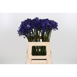 Agapanthus Dark Blue