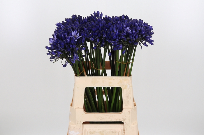 <h4>Agapanthus Dark Blue</h4>