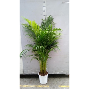 Dypsis lutescens   ...Chrysalidoca