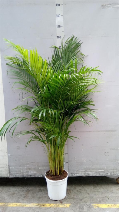 <h4>Dypsis lutescens   ...Chrysalidoca</h4>