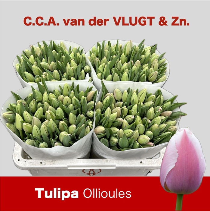 <h4>TU EN OLLIOULES</h4>