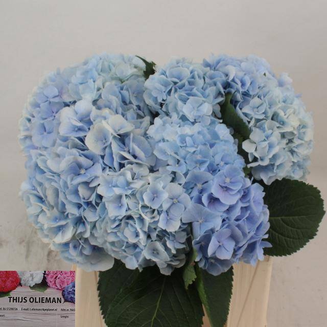 <h4>HYDR M CH VERENA BL</h4>