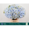 Hydrangea 'Verena Blue' 20cm