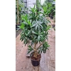 Dracaena