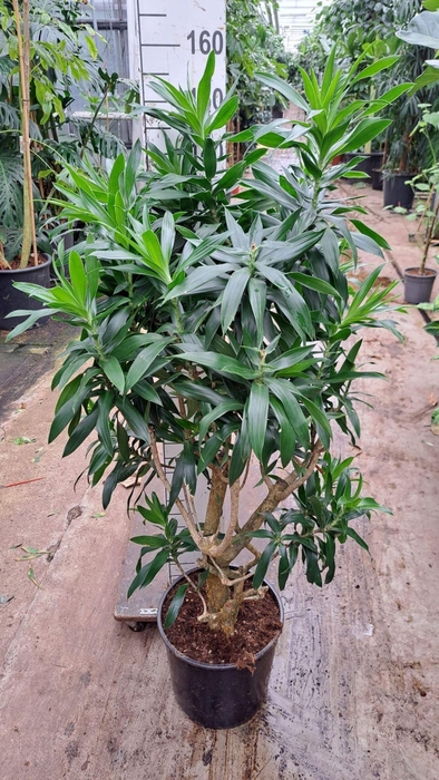 Dracaena