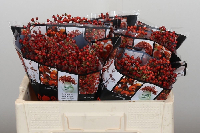 <h4>ROSA ROSEFR ELITE</h4>