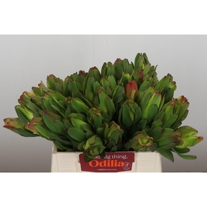 LEUCAD LAUREL YELLOW