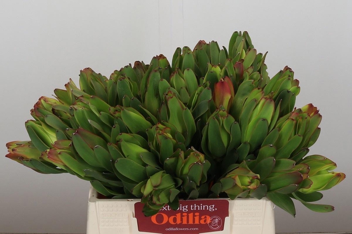 <h4>LEUCAD LAUREL YELLOW</h4>