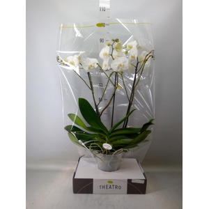 Phalaenopsis   ...white