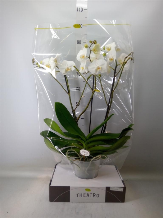 <h4>Phalaenopsis   ...white</h4>