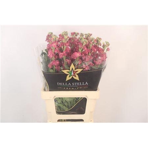 Matth Iron * Premium* Vintage Brown