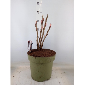 Paeonia suffruticosa   ...mix