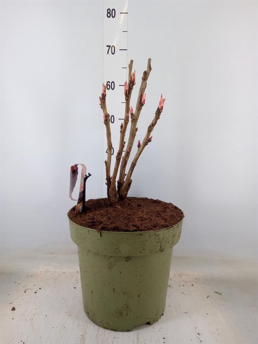 <h4>Paeonia suffruticosa   ...mix</h4>