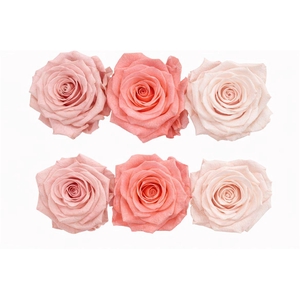 Ro Pres Classic Mix Pink