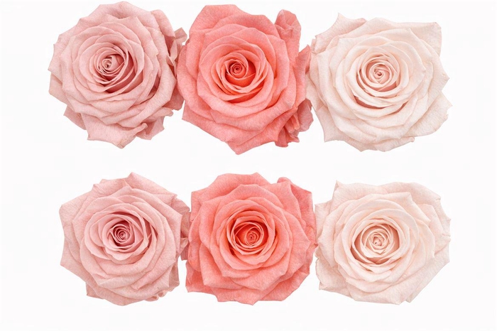 <h4>Ro Pres Classic Mix Pink</h4>