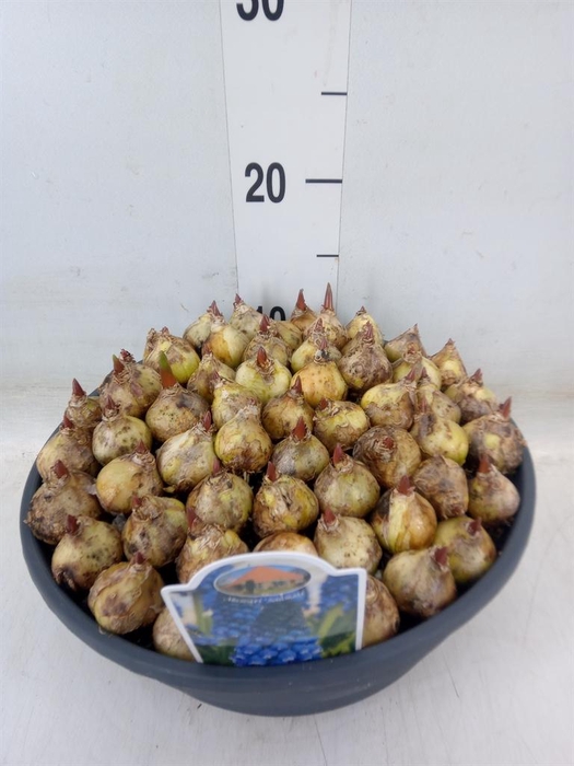 <h4>Muscari ...</h4>