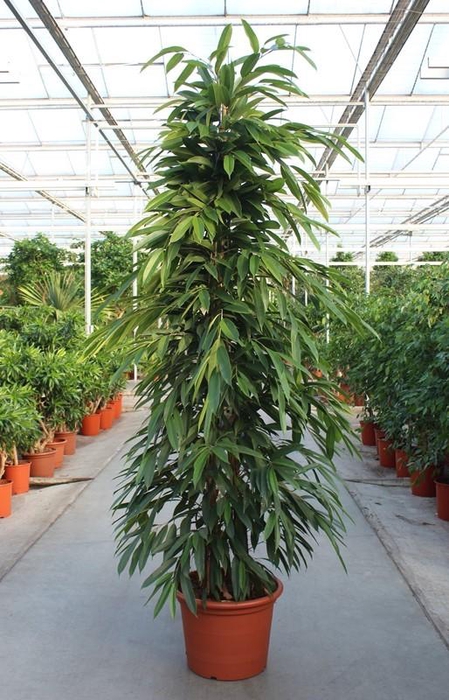 <h4>Ficus Amstel King</h4>