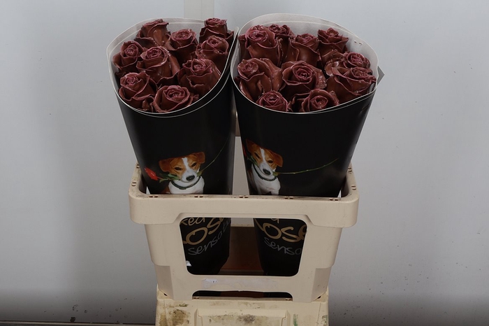 <h4>R Ov Wx Caramel W26</h4>