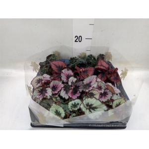 Begonia BD rex   ...mix