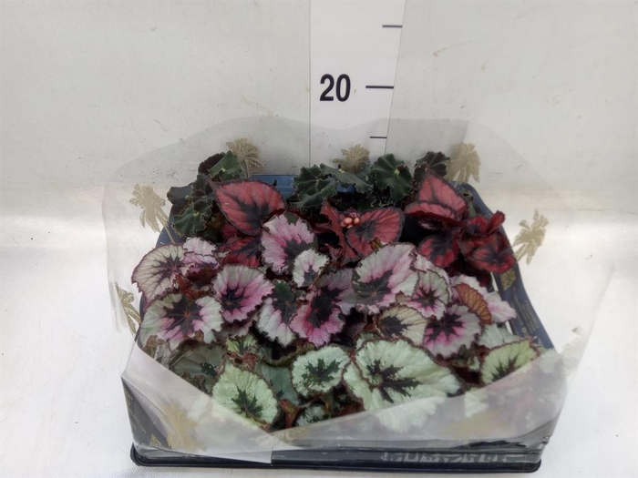 <h4>Begonia BD rex   ...mix</h4>