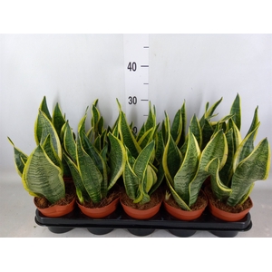 Sansevieria trifa. 'Futura Superba'