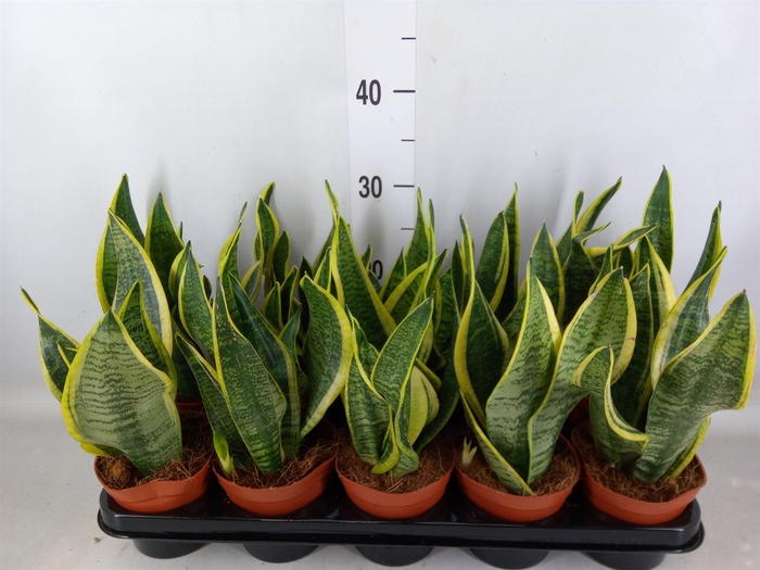 <h4>Sansevieria trifa. 'Futura Superba'</h4>