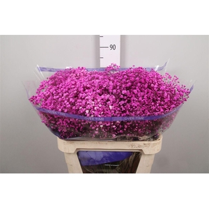 Gyps Overtime Hot Pink