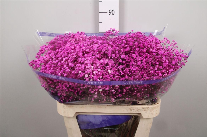 <h4>Gyps Overtime Hot Pink</h4>