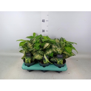 Dracaena surculosa 'Florida Beauty'