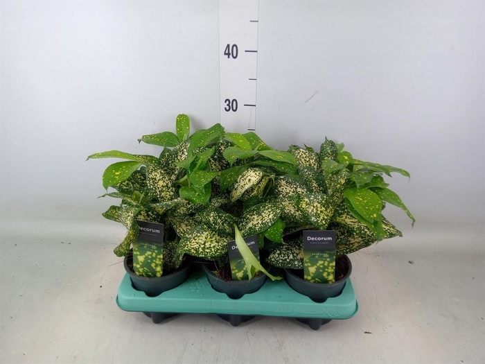 <h4>Dracaena surculosa 'Florida Beauty'</h4>