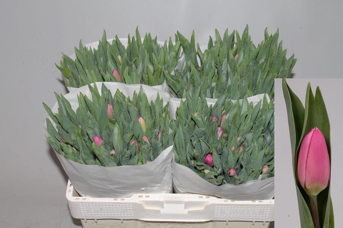 <h4>TU EN MOLTO AMATA</h4>