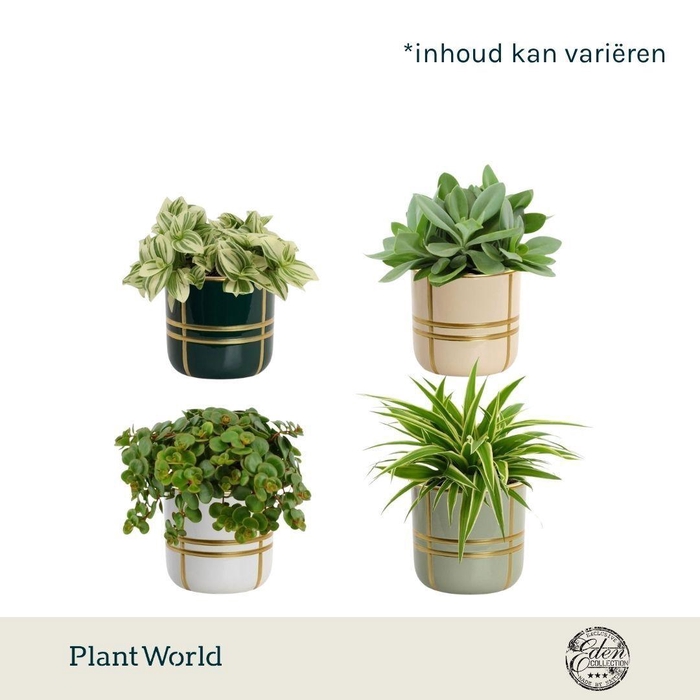 <h4>Gemengde tray 12cm in Lauri keramiek</h4>