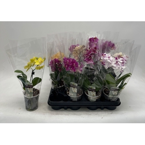 PHAL GEM