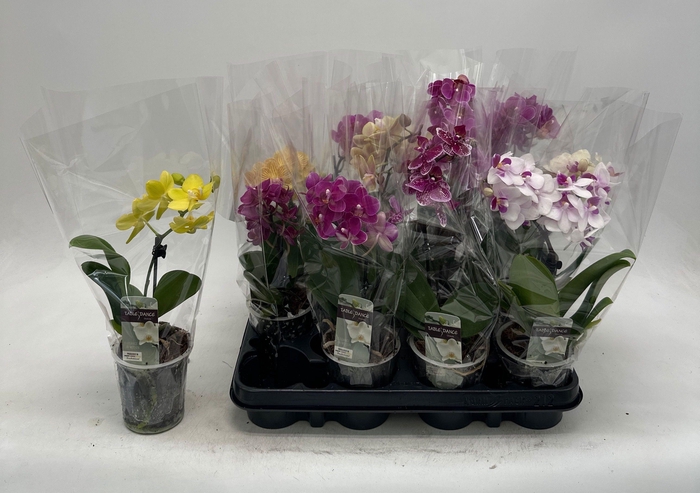 <h4>PHAL GEM</h4>