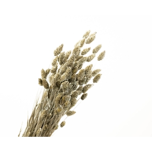 Phalaris Platinum
