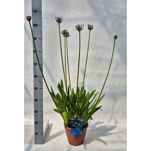 Agapanthus afric.