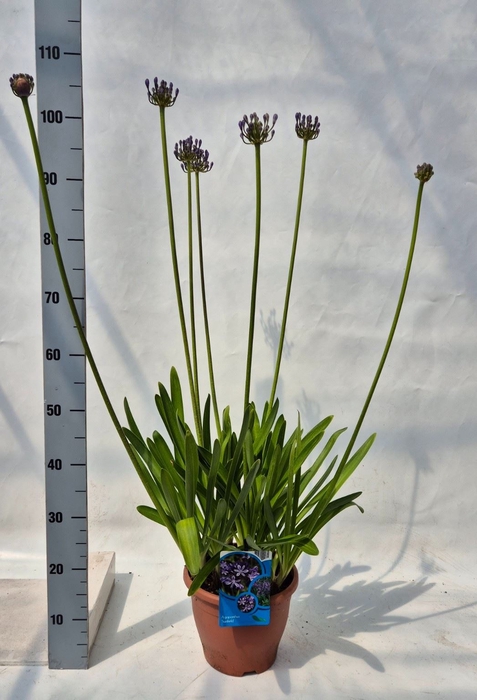 <h4>Agapanthus afric.</h4>