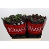 Hypericum Rocky Romance
